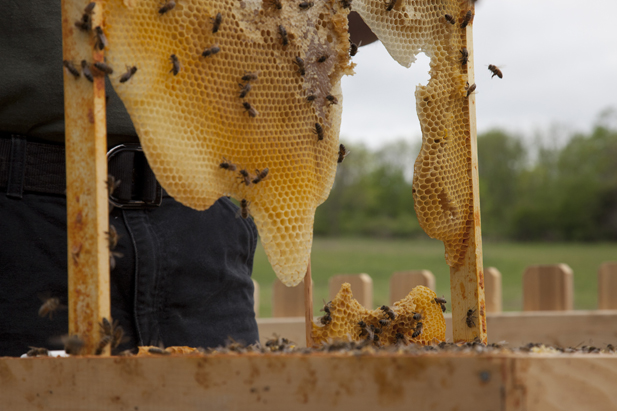 Artist: Peter Coffin - Bees Making Honey B